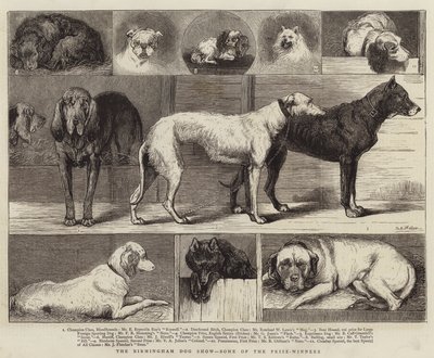 The Birmingham Dog Show, Some of the Prize-Winners by Samuel Edmund Waller
